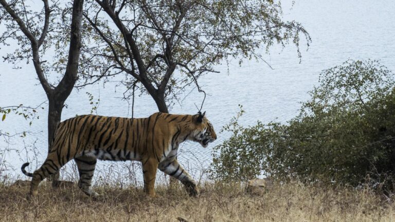 tiger-of-ranthambore